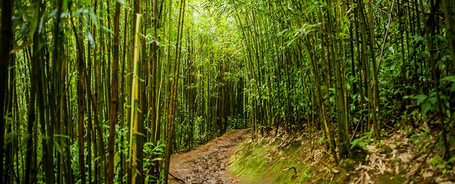 A trail through a bamboo forest