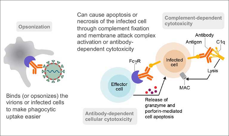 Anti-SARS-CoV-2 Monoclonal Antibodies