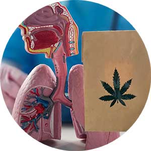 a 3D model of the respiratory tract and a bag with the symbol for cannabis on it