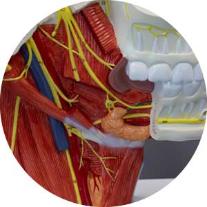 Model of neck nerve structures including hypoglossal nerve