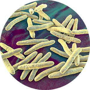 Bacteria mycobacterium abscessus
