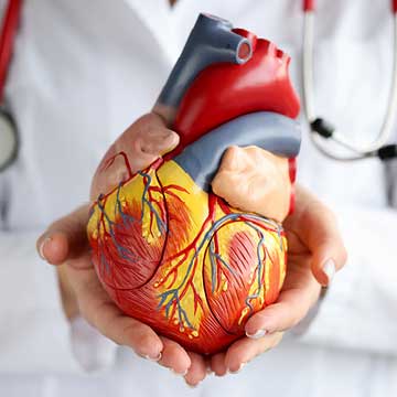 A 3D model of a heart